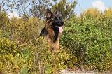 BERGER ALLEMAND 050